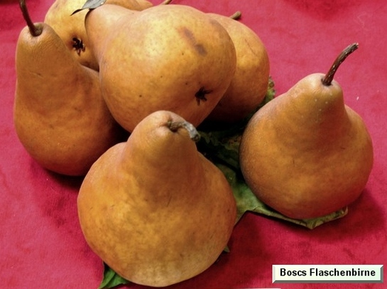 Poire_ad Boscs Flaschenbirne