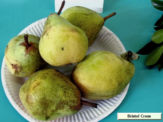 Poire_ad Bristol Cross Poire_ad Bristol Cross