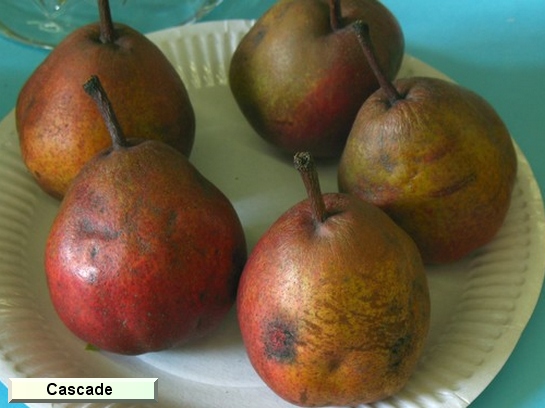 Poire_ad Cascade® Lombacad