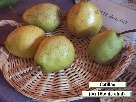 Poire_ad Catillac Poire_ad Catillac