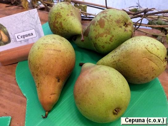 Poire_ad Cepuna(cov)Migo® Poire_ad Cepuna(cov)Migo®