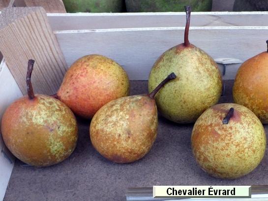 Poire_ad Chevalier Evrard