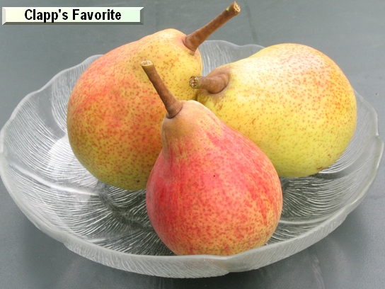 Poire_ad Clapp's Favorite Poire_ad Clapp's Favorite