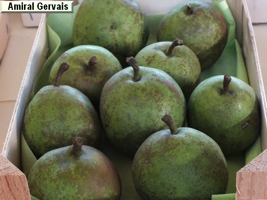Poire_ad Amiral Gervais