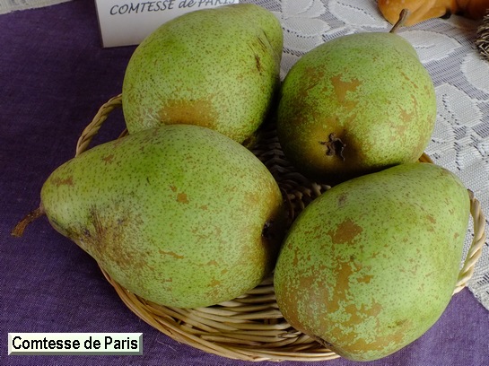 Poire_ad Comtesse de Paris