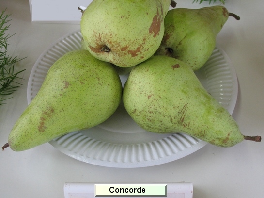Poire_ad Concorde