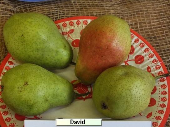 Poire_ad David d'Angers