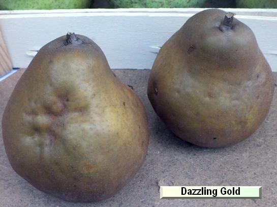 Poire_ad Dazzling Gold®
