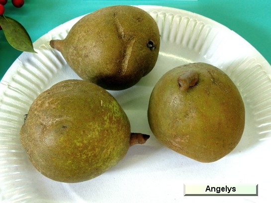 Poire_ad Angelys