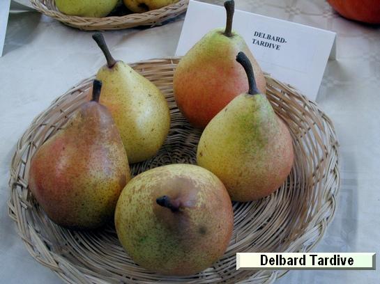 Poire_ad Delbard Tardive
