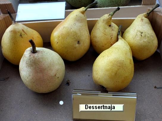 Poire_ad Dessertnaja