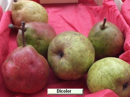 Poire_ad Dicolor®