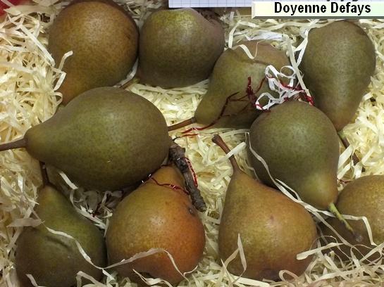 Poire_ad Doyenné Defays Poire_ad Doyenné Defays