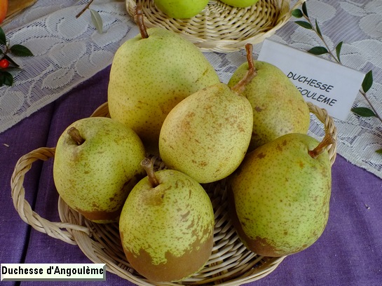 Poire_ad Duchesse d'Angoulême