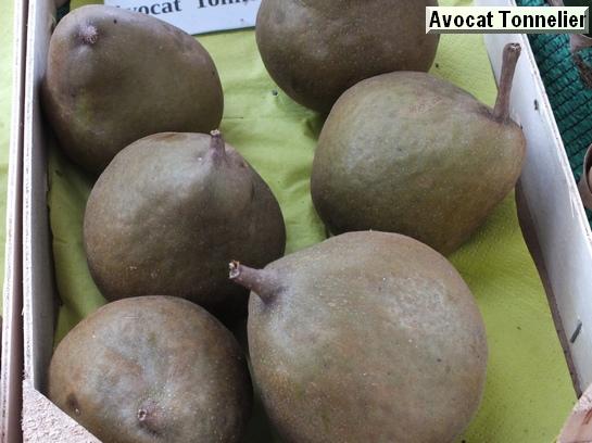Poire_ad Avocat Tonnelier