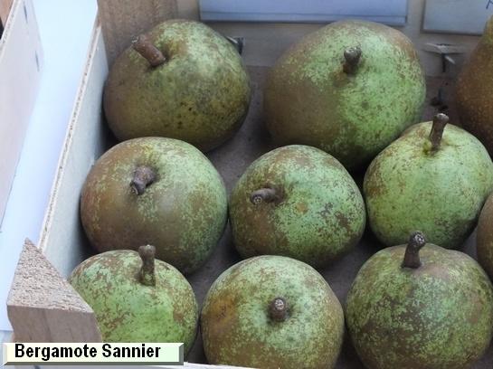 Poire_ad Bergamote Bufo