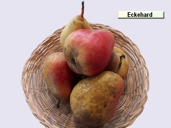 Poire_eh Eckehard