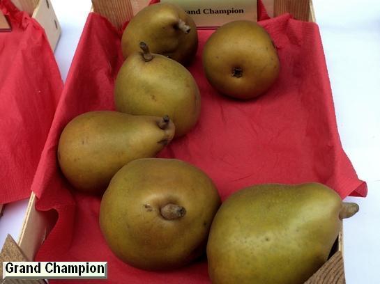 Poire_eh Grand Champion Poire_eh Grand Champion
