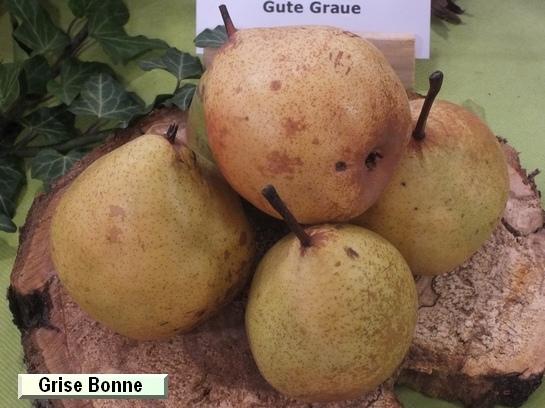 Poire_eh Grise Bonne Poire_eh Grise Bonne