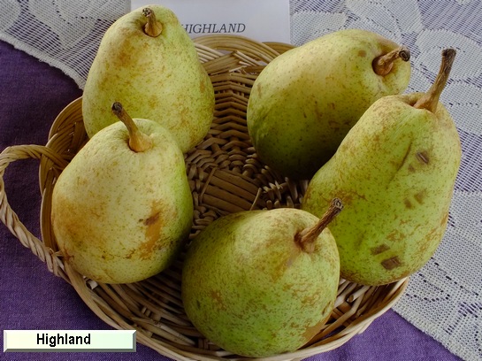 Poire_eh Highland Poire_eh Highland