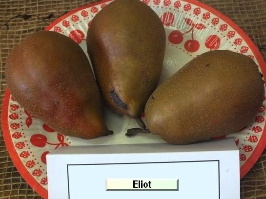 Poire_eh Elliot