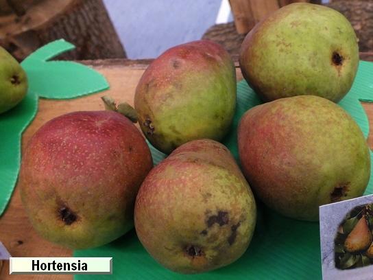 Poire_eh Hortensia®