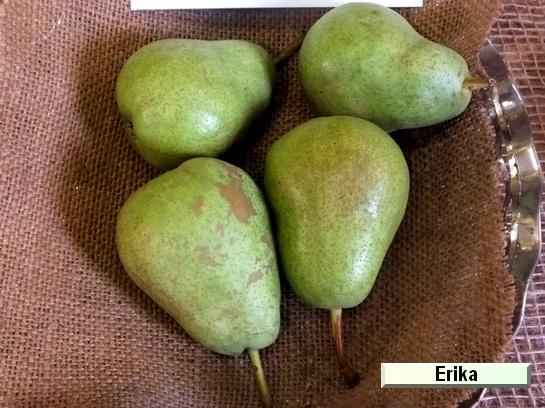 Poire_eh Erika