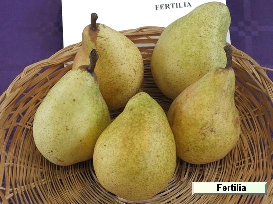 Poire_eh Fertilia Delbard