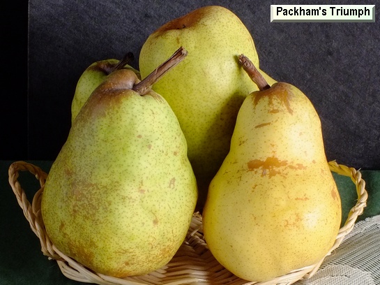 Poire_mp Packham's Triumph