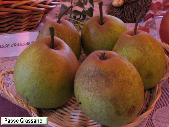 Poire_mp Passe Crassane