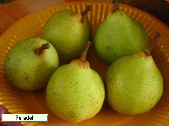 Poire_mp Peradel® delbuena Poire_mp Peradel® delbuena
