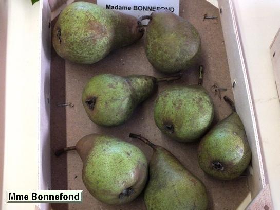 Poire_mp Madame Bonnefond
