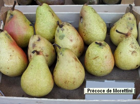 Poire_mp Précoce de Morettini Poire_mp Précoce de Morettini