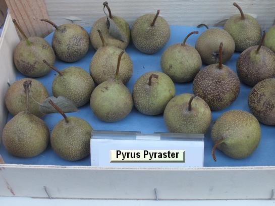 Poire_mp Pyrus Pyraster