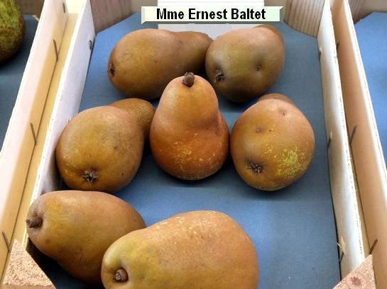 Poire_mp Madame Ernest Baltet