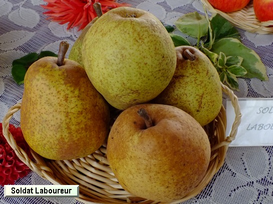 Poire_qu Soldat Laboureur
