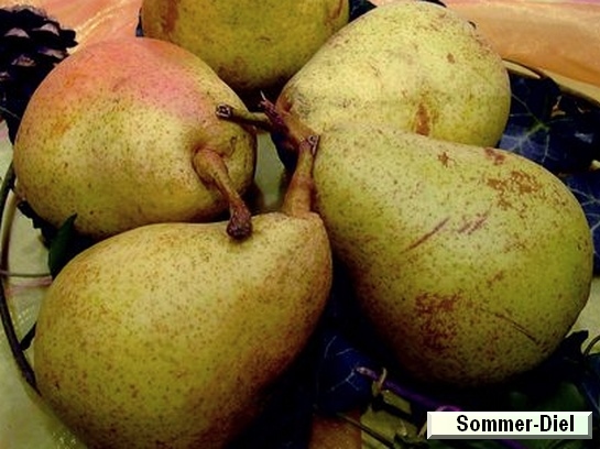 Poire_qu Sommer-Diel