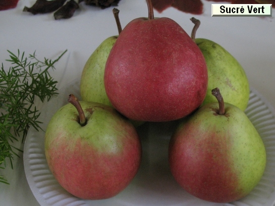 Poire_qu Sucr&eacute; Vert