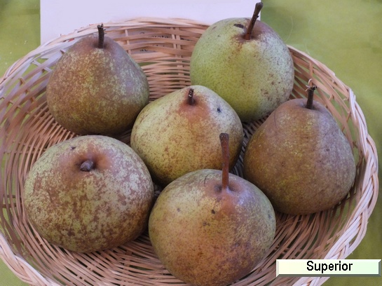 Poire_qu Superior