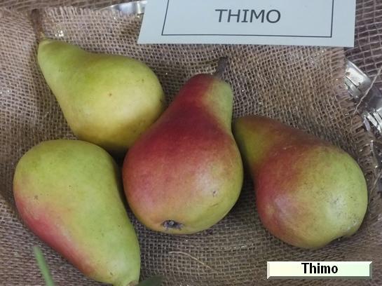 Poire_qu Thimo Poire_qu Thimo