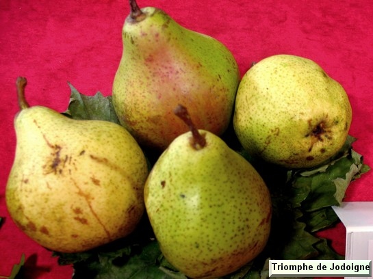 Poire_qu Triomphe de Jodoigne