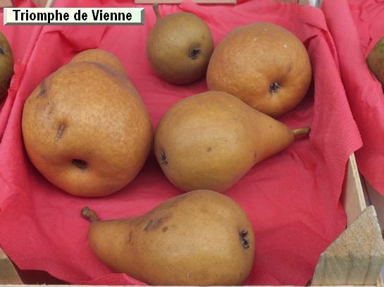 Poire_qu Triomphe de Vienne