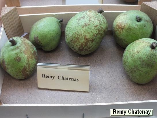 Poire_qu Rémy Chatenay