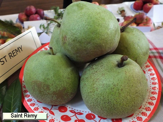 Poire_qu Saint-Rémy