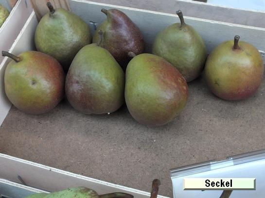 Poire_qu Seckel