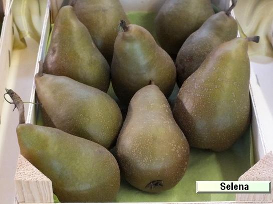Poire_qu Selena®