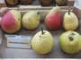 Vereinsdechantsbirne