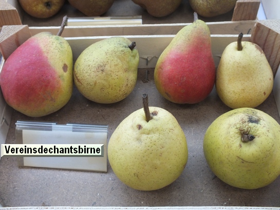 Poire_vz Vereinsdechantsbirne