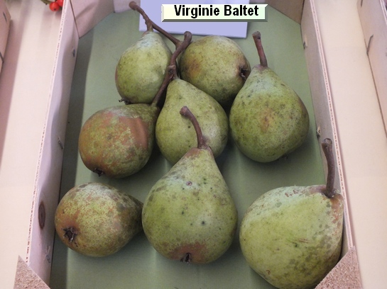 Poire_vz Virginie Baltet