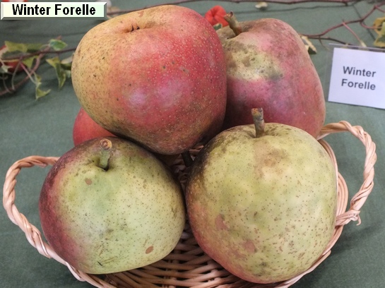 Poire_vz Winter Forelle